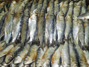dried-fish