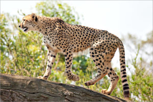 cheetah-area_thisayanvilai.com