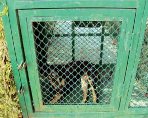 thisayanvilai-area-leopards_cages-in-3-places_thisayanvilai.com
